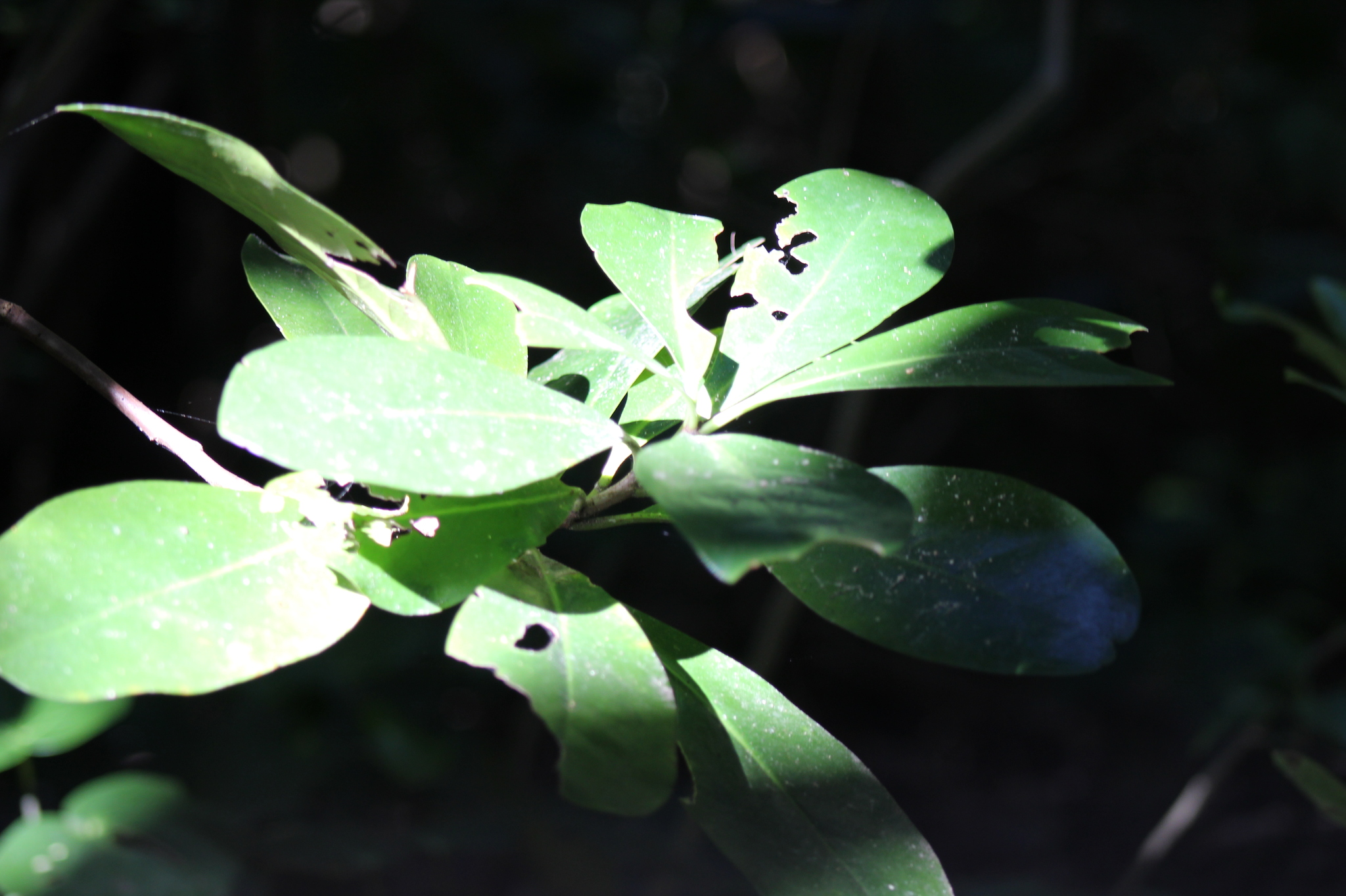 Karaka Nut (Corynocarpus laevigatus)