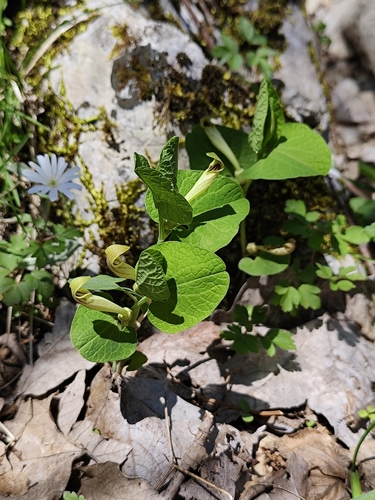 Yellow Birthwort (Aristolochia lutea)
