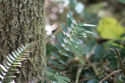 common rasp fern (Blechnum parrisiae)