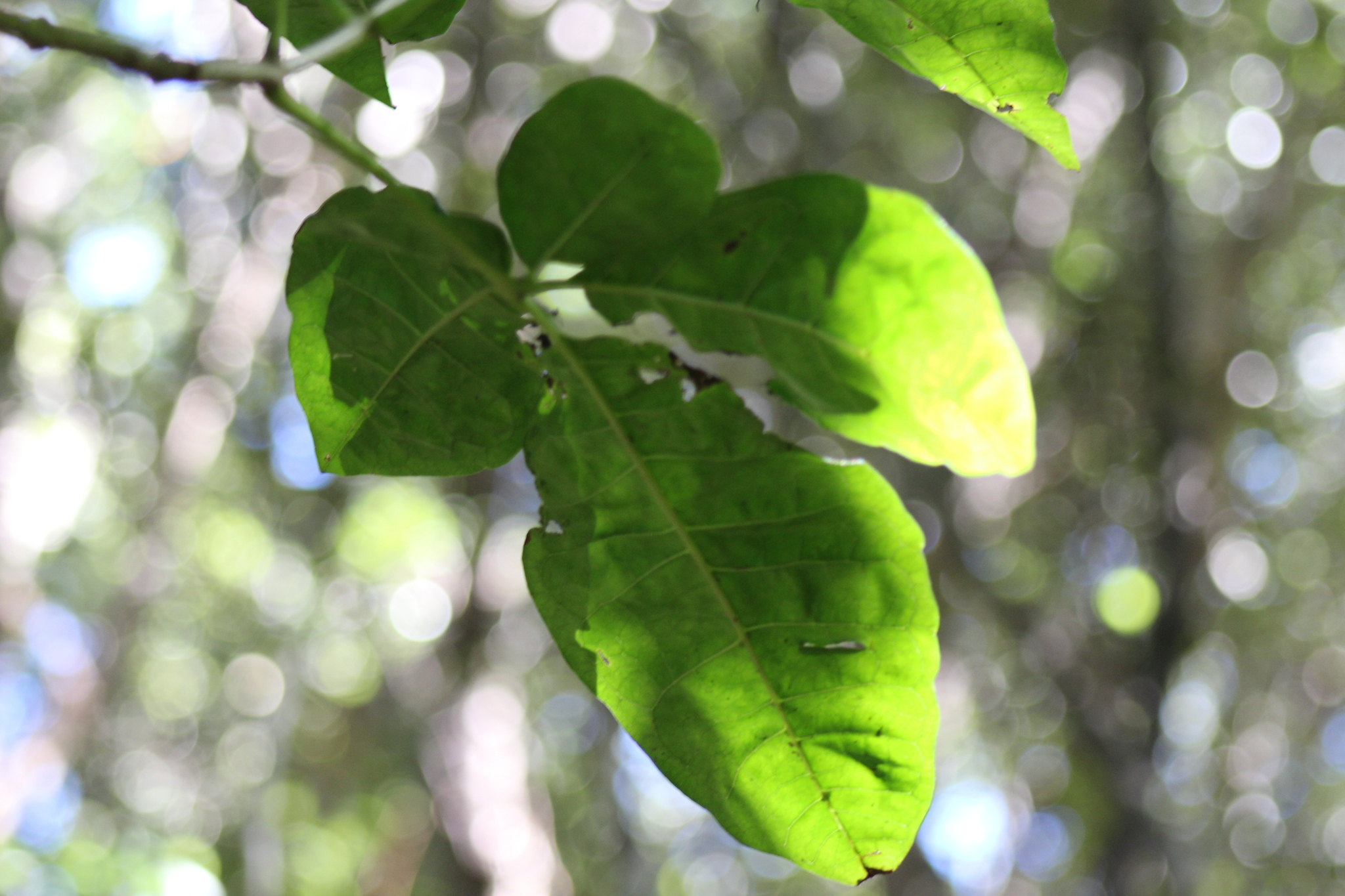 Pūriri (Vitex lucens)