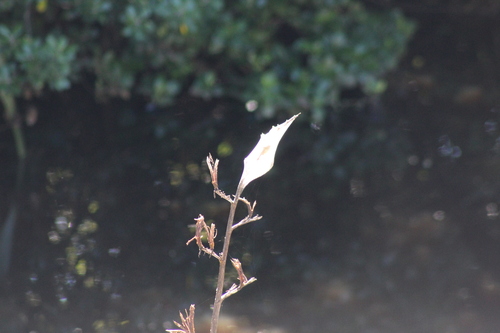 New Zealand flax (Phormium tenax)