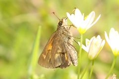 Poanes viator