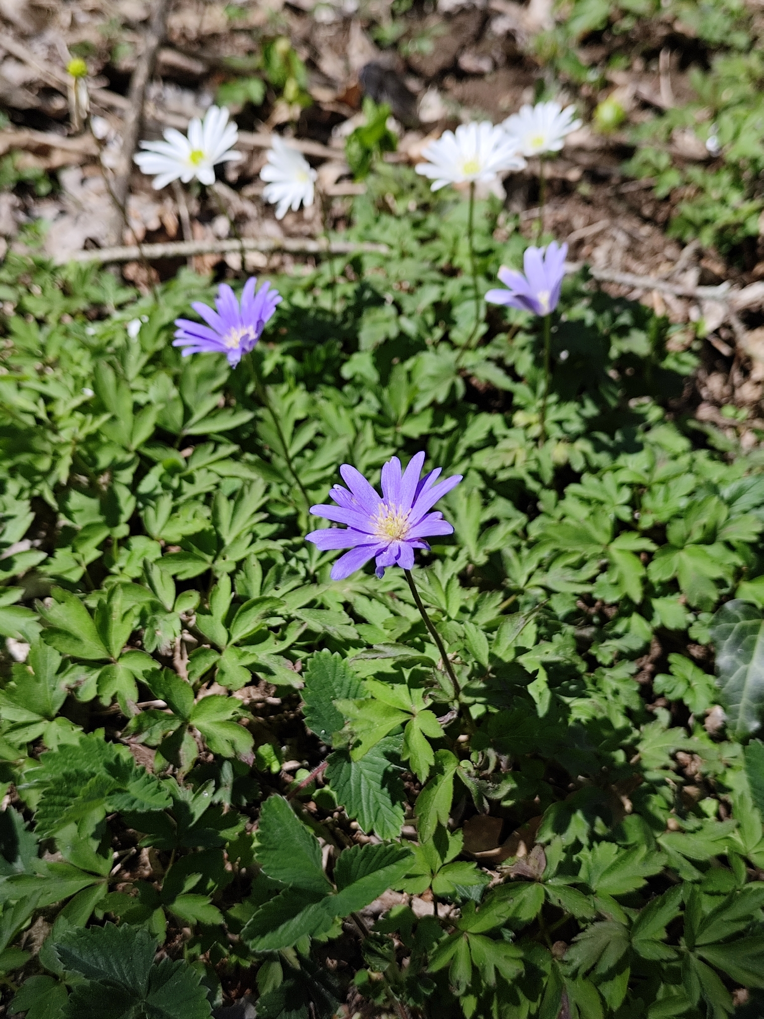 Blue Anemone (Anemonoides apennina)
