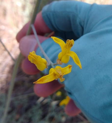 golden eardrops (Ehrendorferia chrysantha)