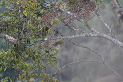Pyrrhura hoffmanni