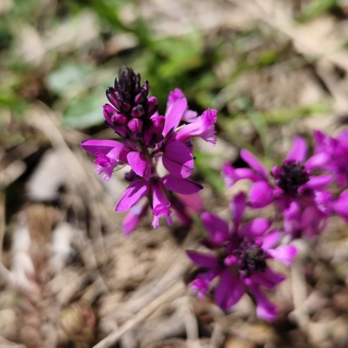 Nice Milkwort (Polygala nicaeensis)
