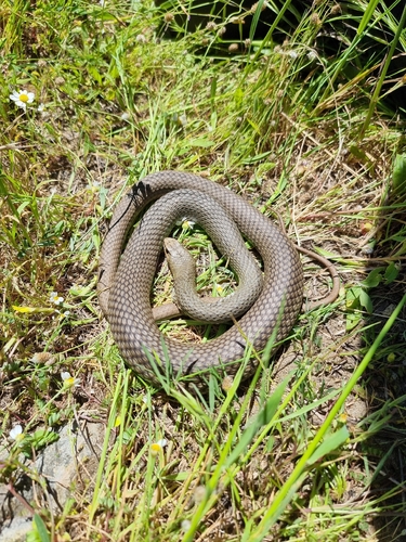 Eastern Montpellier Snake