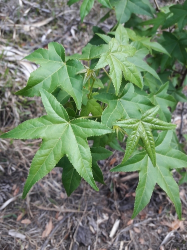 Liquidambar styraciflua image