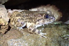 Limnonectes kuhlii