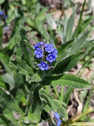 False Alkanet (Cynoglottis barrelieri)