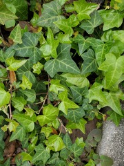 Hedera helix