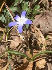 Scilla luciliae