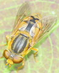Parhelophilus laetus