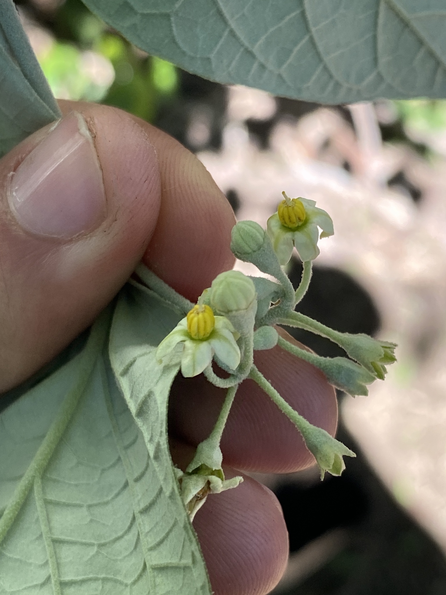 Imagem de Solanum schlechtendalianum