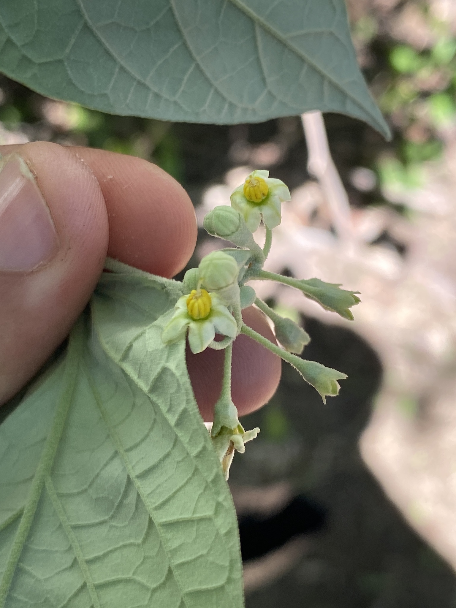 Imagem de Solanum schlechtendalianum