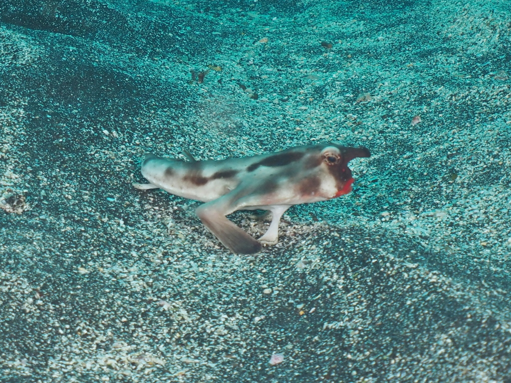 Batfish (Ogcocephalus darwini) — Ogcocephalidae