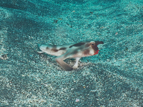 Batfish (Ogcocephalus darwini) — Ogcocephalidae
