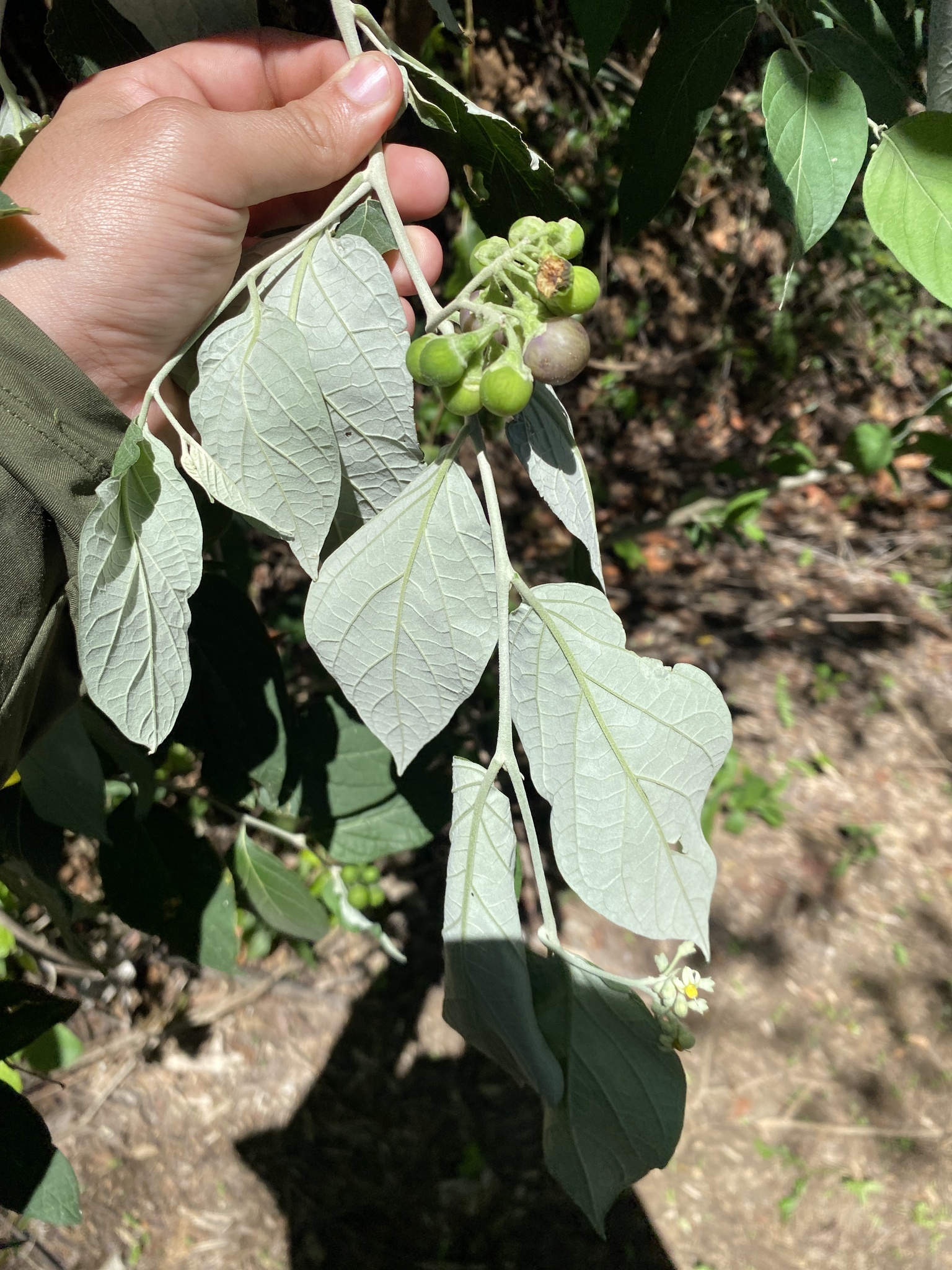 Imagem de Solanum schlechtendalianum