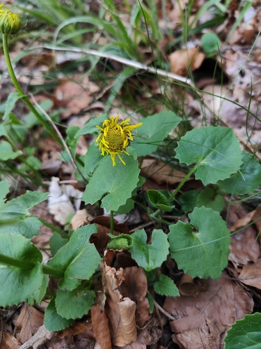 Doronicum columnae (Doronicum columnae)
