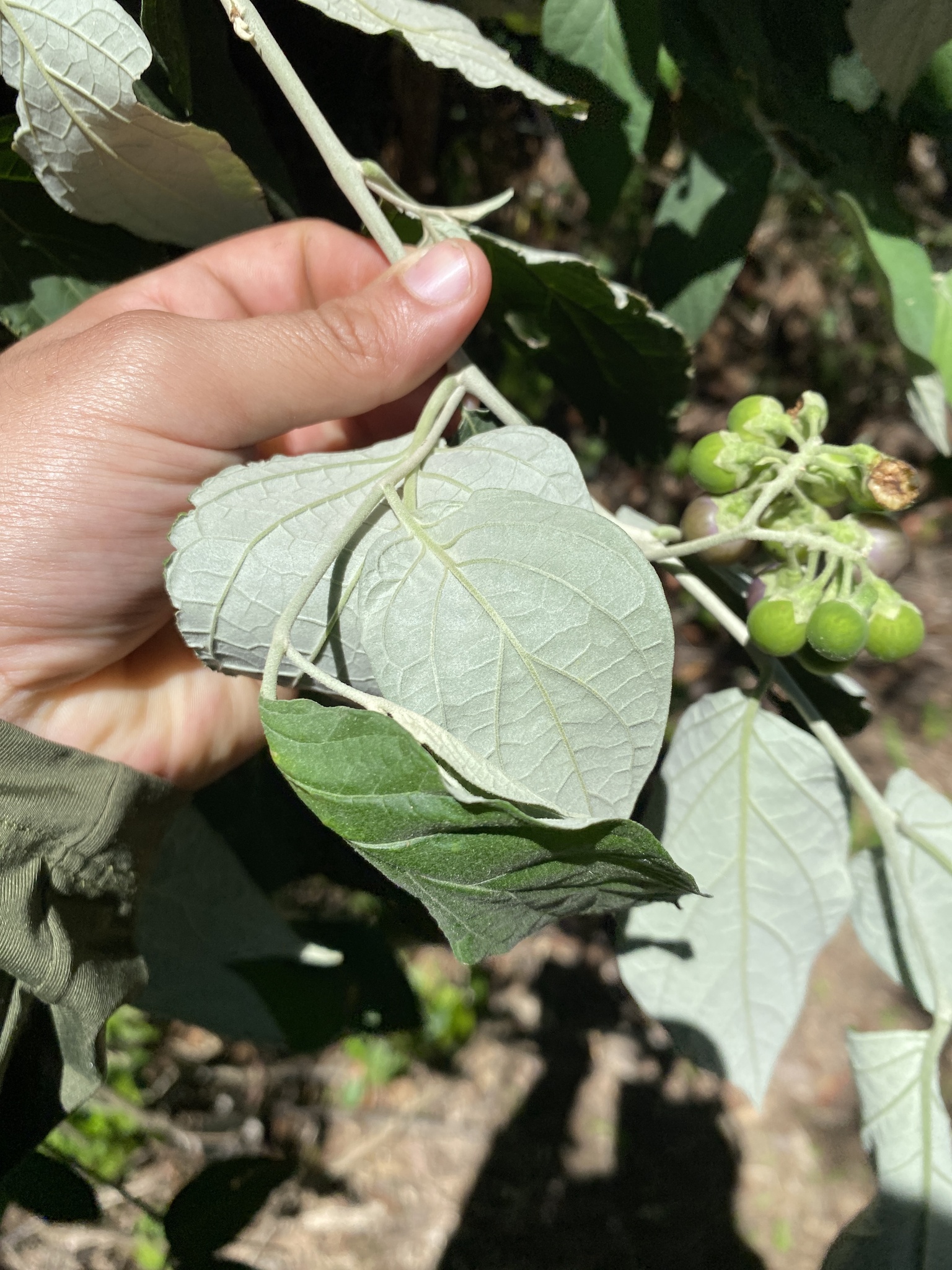 Imagem de Solanum schlechtendalianum