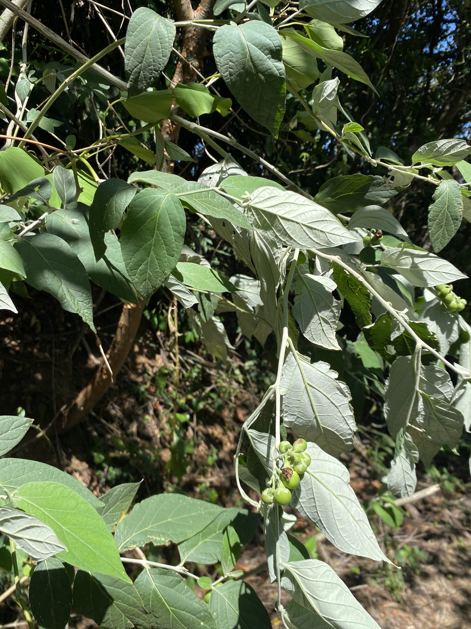 Imagem de Solanum schlechtendalianum