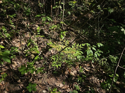 Heavenly bamboo (Nandina domestica)