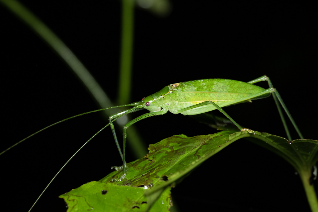 Scopiorinus carinulatus
