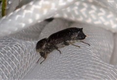 Amphicerus bicaudatus