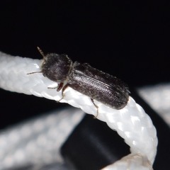 Amphicerus bicaudatus