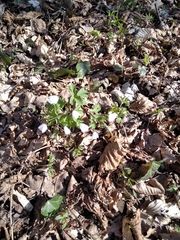 Isopyrum thalictroides