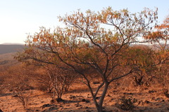 Alvaradoa amorphoides