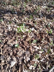 Isopyrum thalictroides