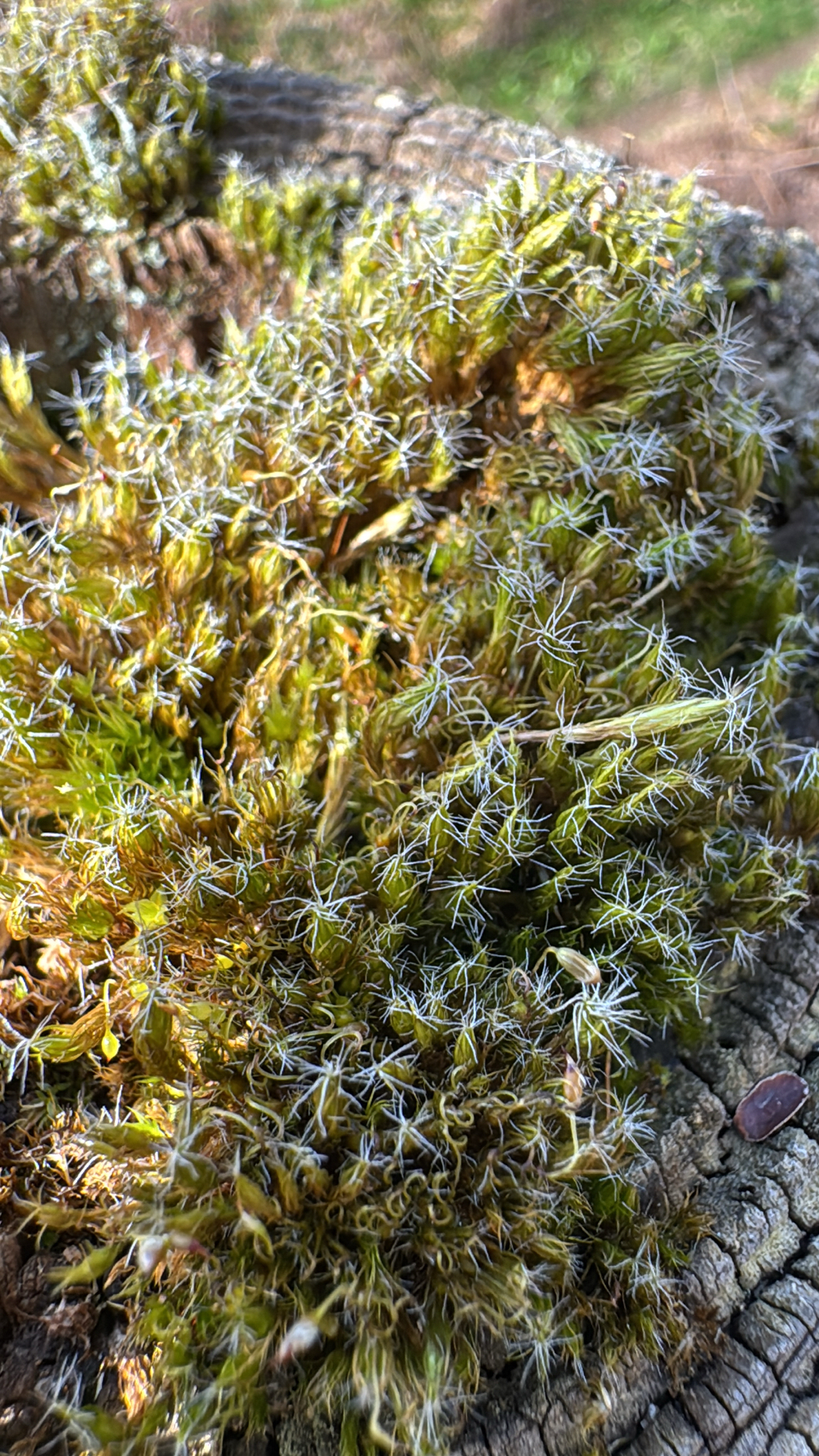 Campylopus Moss (Campylopus introflexus)