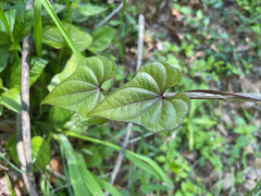 Igname De Chine (Dioscorea polystachya)