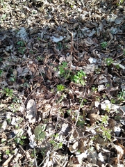 Isopyrum thalictroides