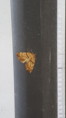 Chalastra pellurgata