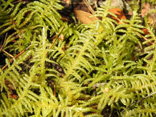 Neat Feather-moss (Pseudoscleropodium purum)