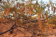 Alvaradoa amorphoides