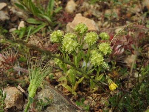 Disk Cornsalad (Valerianella discoidea)
