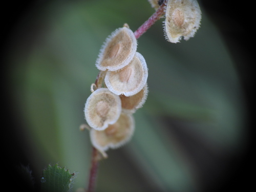 Disc Cress (Clypeola jonthlaspi)