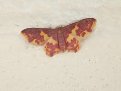 Lophosis labeculata