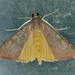 Genista Broom Moth - Photo (c) krancmm, some rights reserved (CC BY-NC), uploaded by krancmm