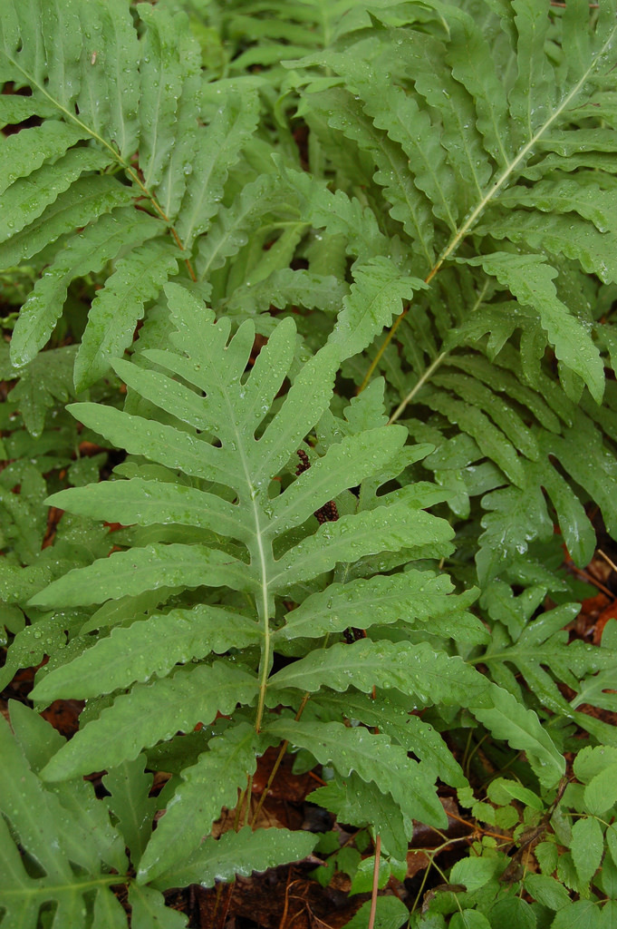 Onoclea