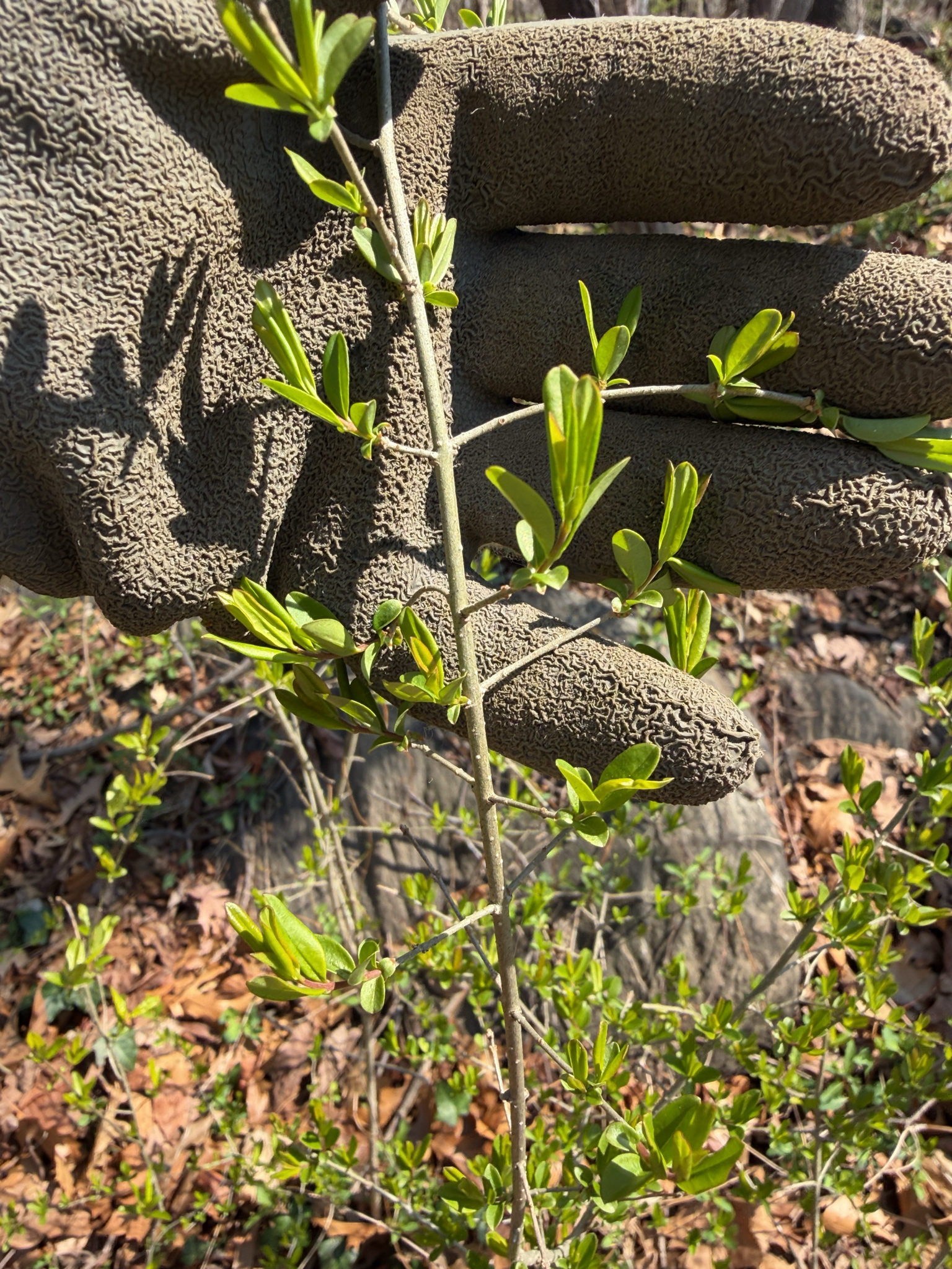 Border Privet (Ligustrum obtusifolium)
