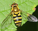 Syrphus knabi