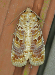 Diastema tigris