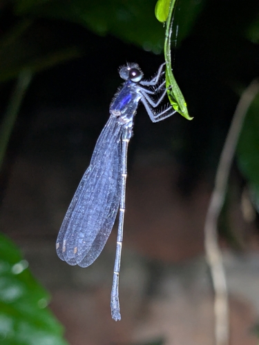 Marsh Dancer