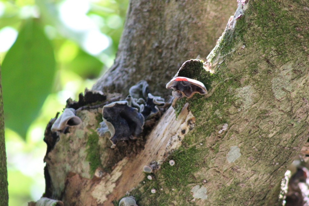 Auricularia cornea · March 2026 · photo: © o2k (iNaturalist, cc0)