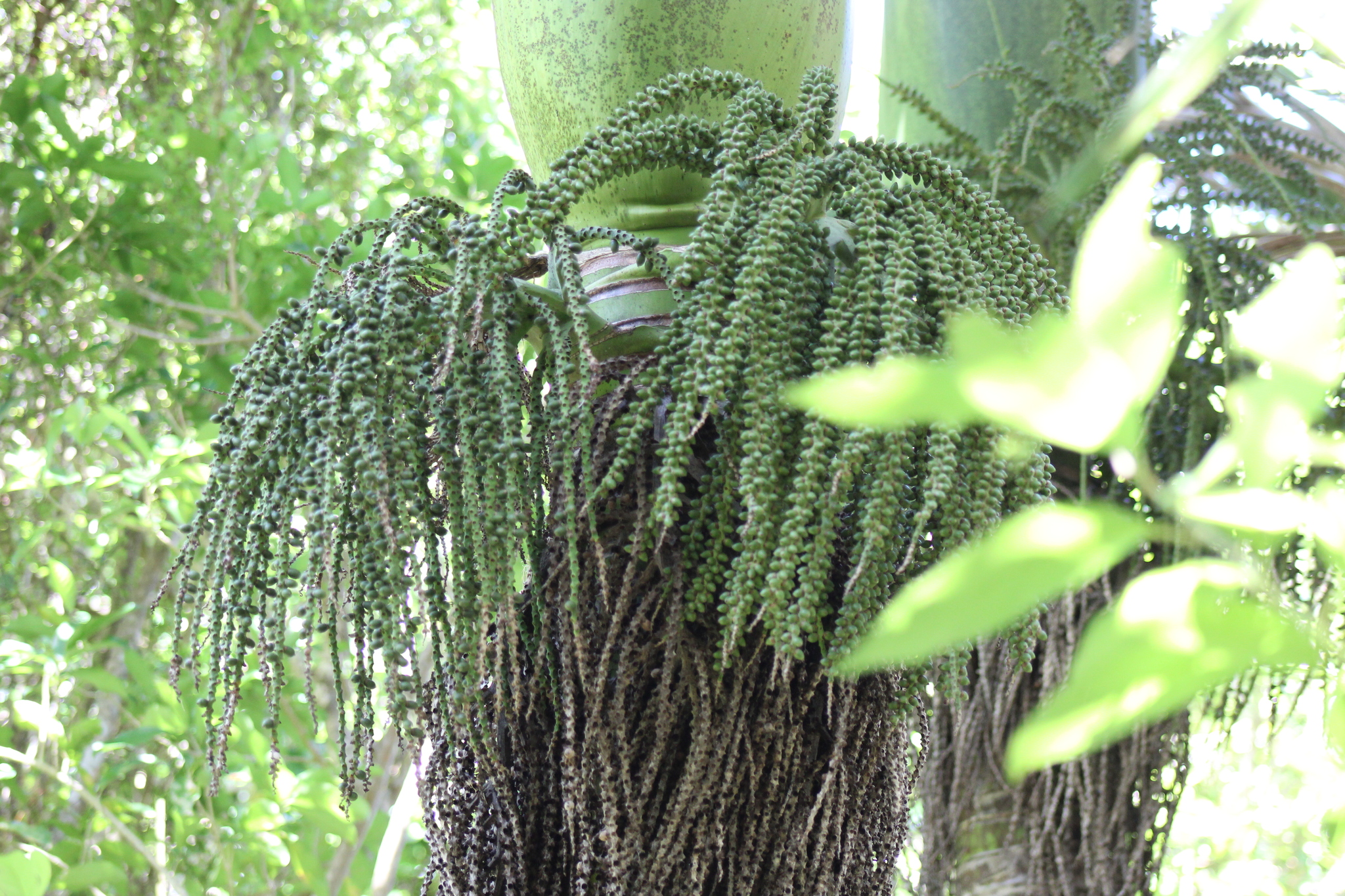 Nikau Palm (Rhopalostylis sapida)
