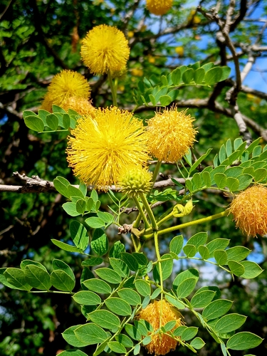 Golden-ball Lead Tree (Leucaena retusa)